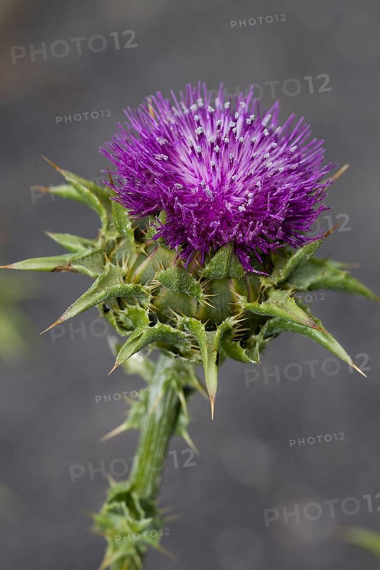 Milk thistle (Silybum marianum)
