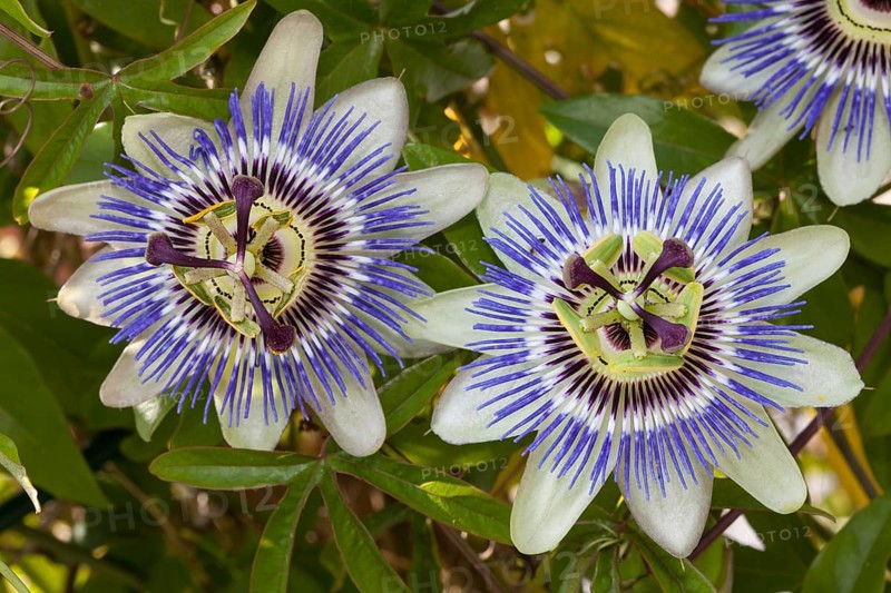 Blue passion flowers (Passiflora caerulea)
