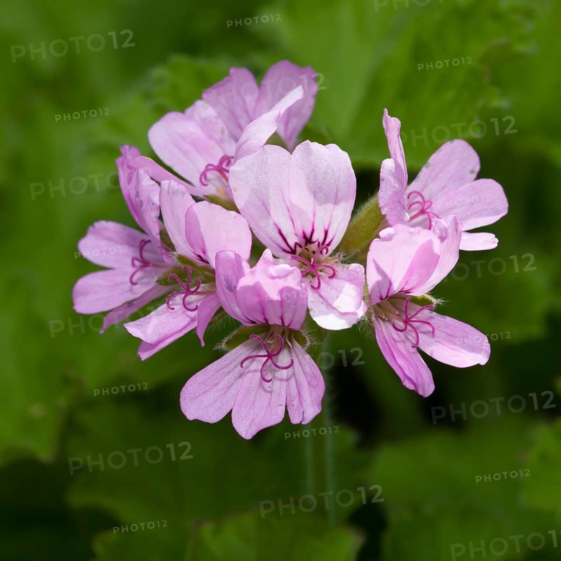 Rose geranium (Pelargonium graveolens)