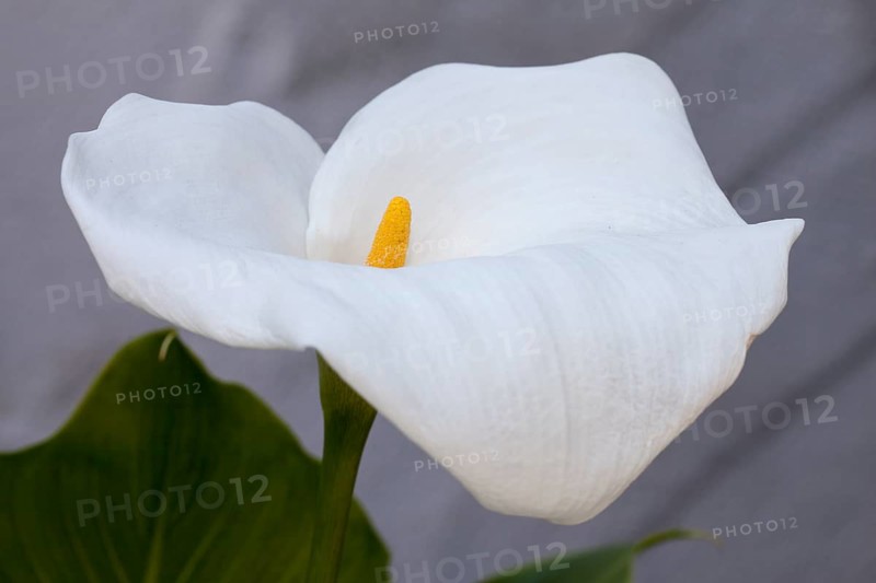 Calla lily or arum lily (Zantedeschia aethiopica)