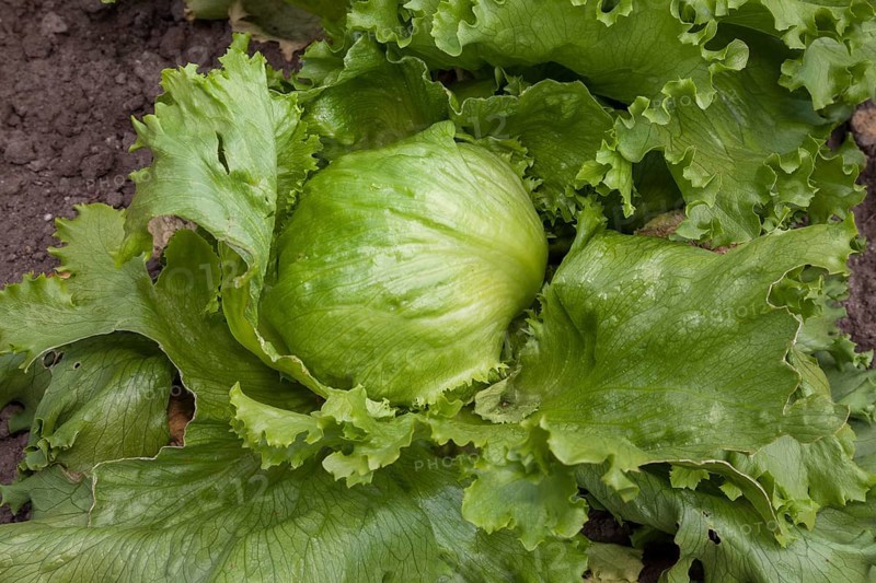 Iceberg lettuce (Lactuca sativa) in a vegetable patch