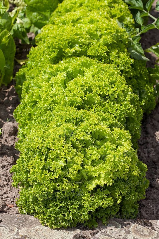 Lettuce (Lactuca sativa)