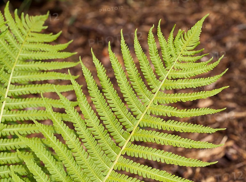 Ostrich fern