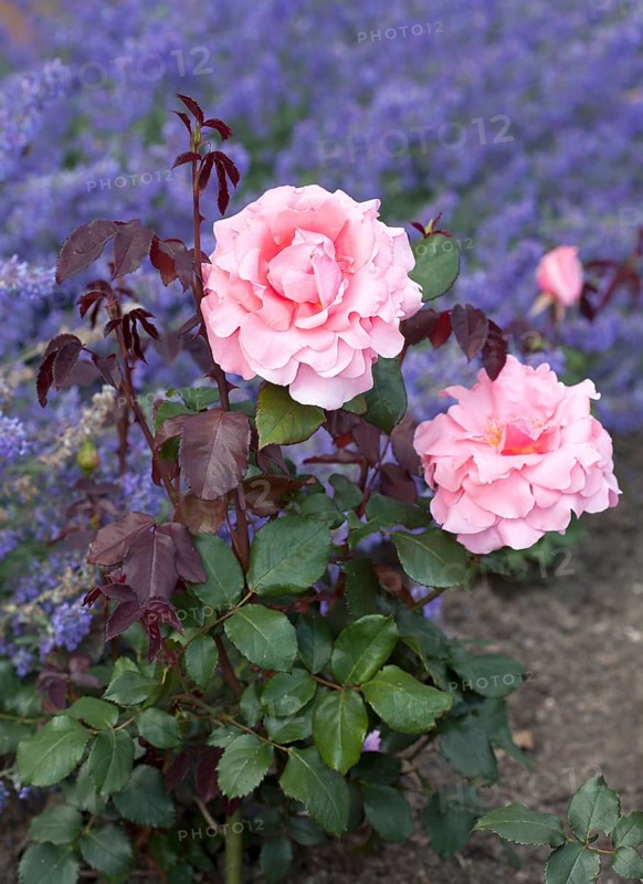 Hybrid tea rose Piroschka