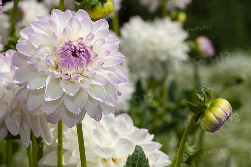 Eveline dahlia (Dahlia x hybrida)