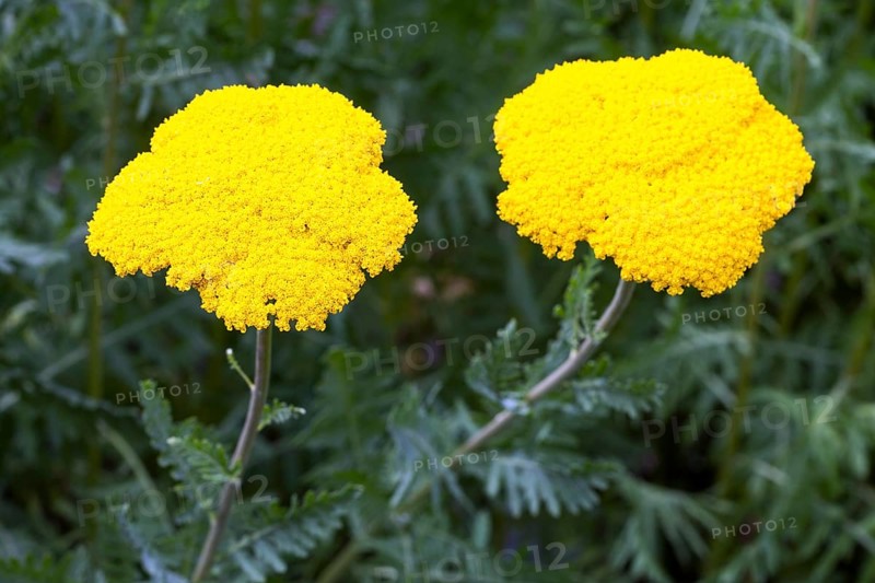 Yarrow (Achillea filipendulina)