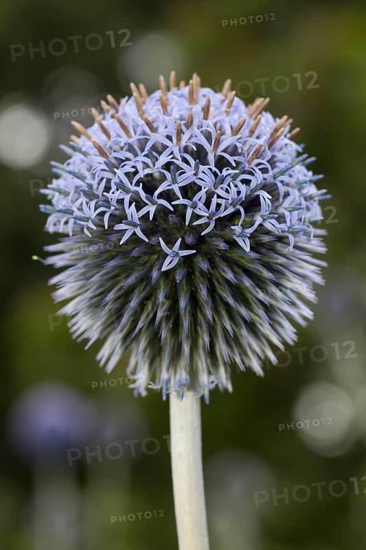 Southern globethistle (Echinops ritro)