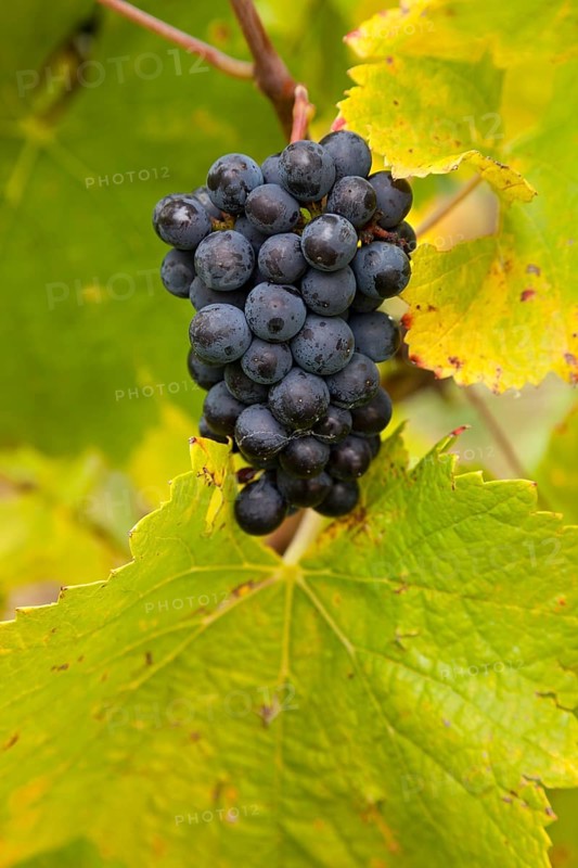 Ripe blue grapes (Vitis sp.) on vine