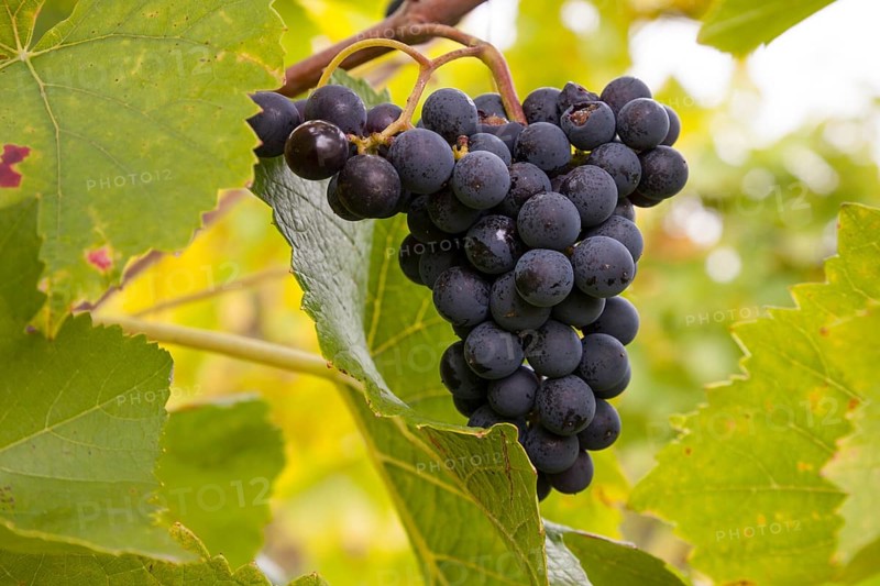 Ripe blue grapes (Vitis sp.) on vine