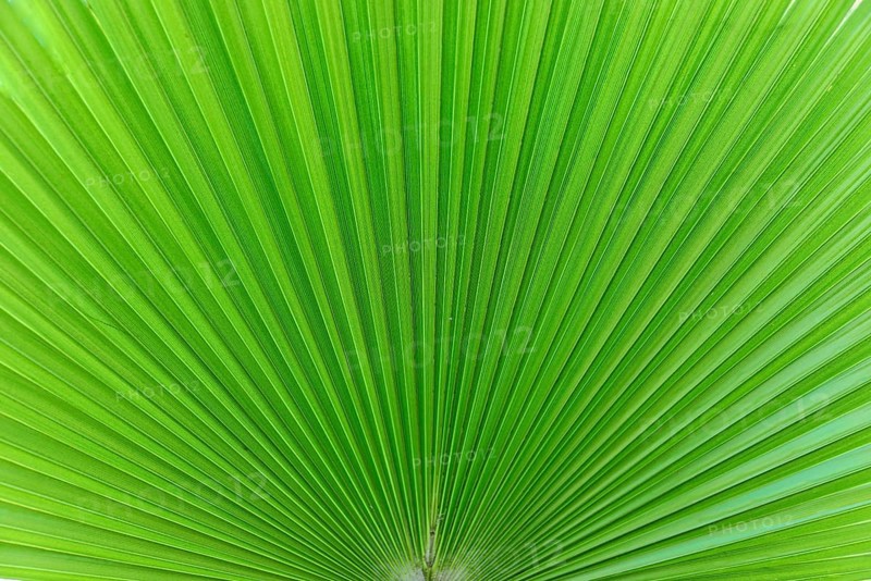 Palm fronds