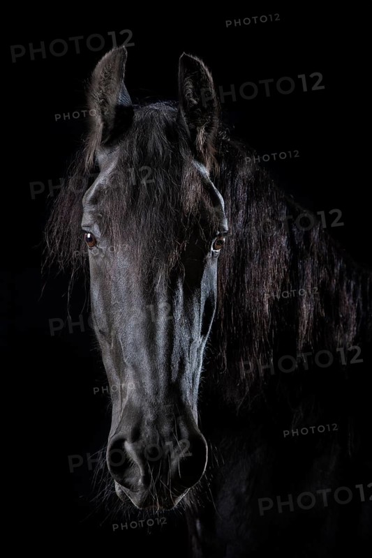 Domestic horse (Equus ferus caballus)