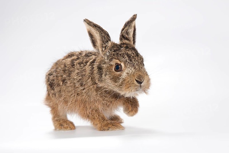 European hare (Lepus europaeus)