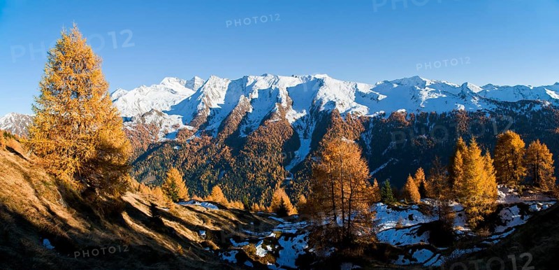 Yellow larches (Larix sp.)