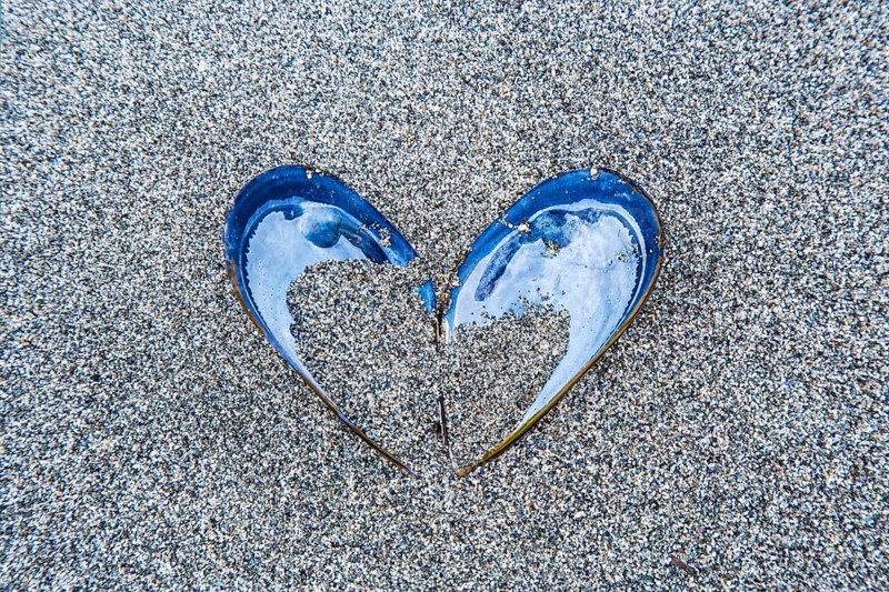 Heart-shaped shell in the sand