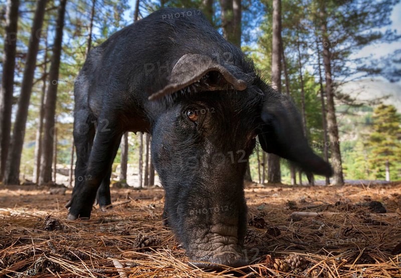 Corsican domestic pig (domum porcus) in pine forest