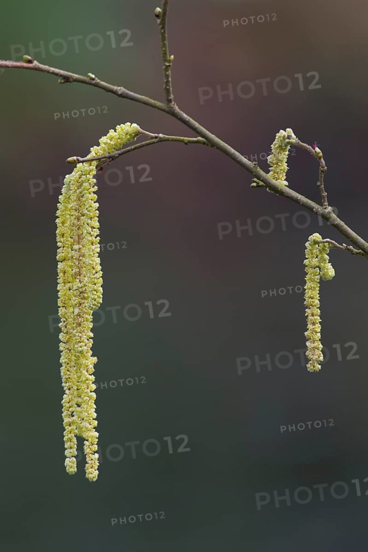 Hazelnut (Corylus avellana)