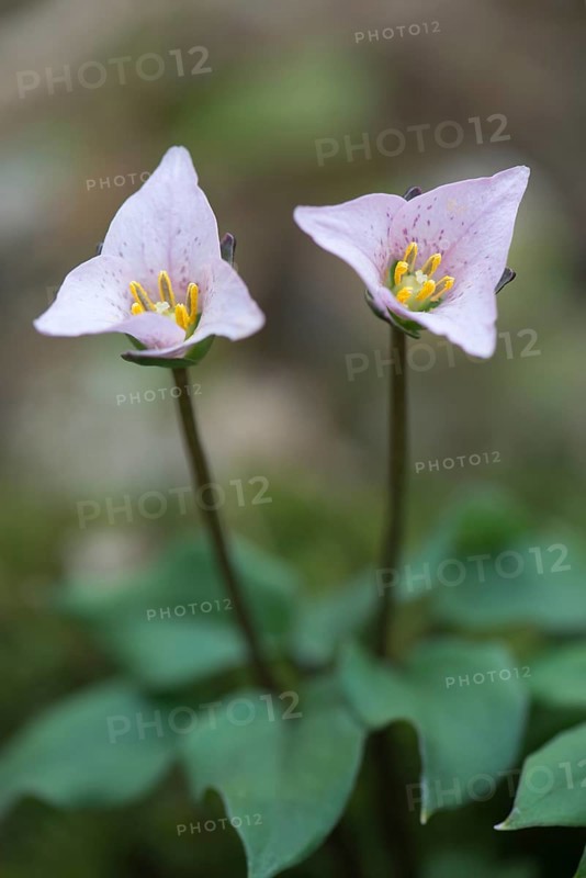 Tri flower (Trillium rivularis)