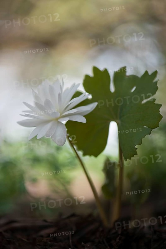 Bloodroot (Sanguinaria canadensis 'Flore Pleno')