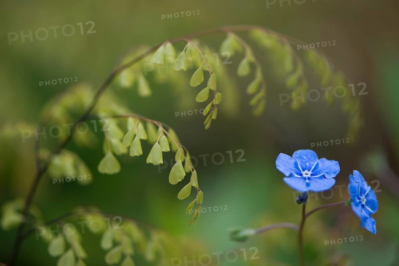 Evergreen or Himalayan maidenhair (Adiantum venustum)