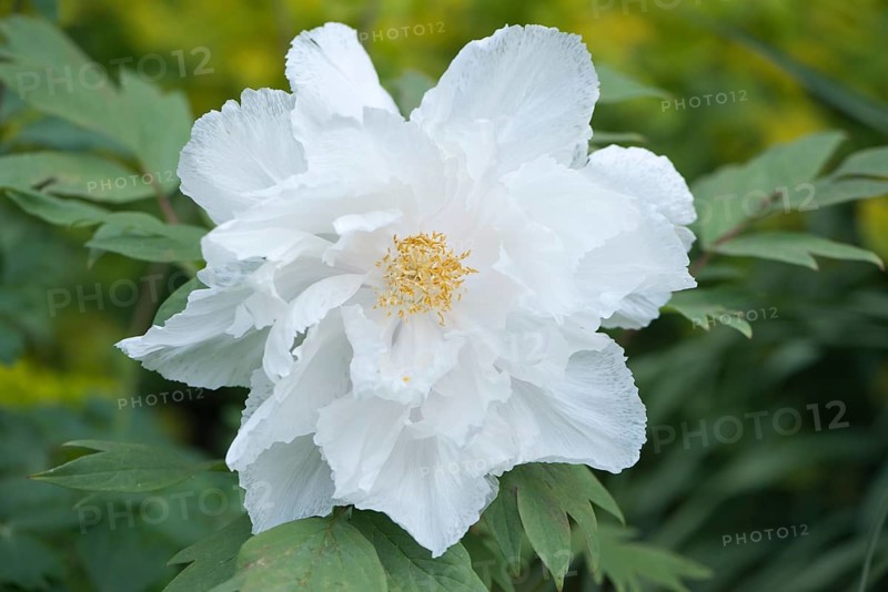Tree Peony (Paeonia suffruticosa 'Godaishu')