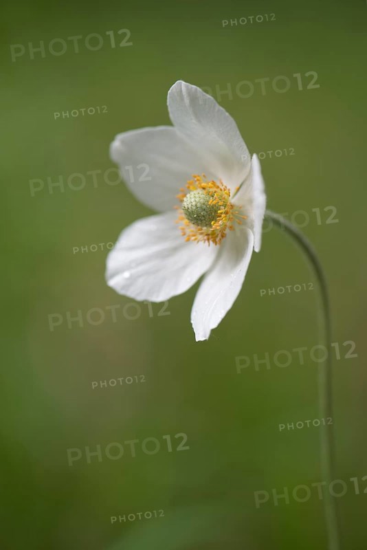 Snowdrop Anemone (Anemone sylvestris)
