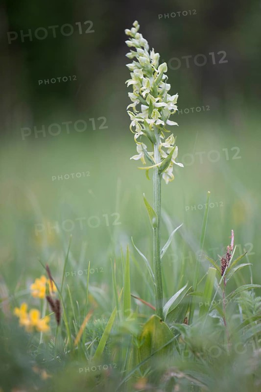 Greater Butterfly-orchid (Platanthera chlorantha)
