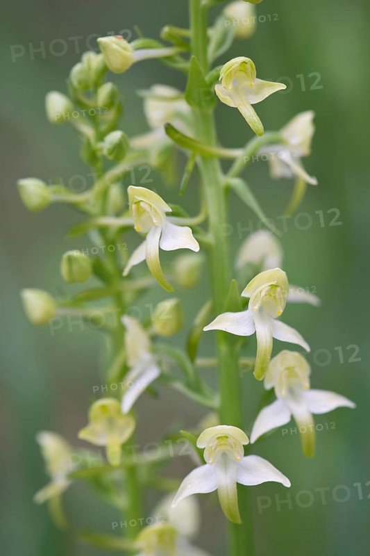 Greater Butterfly-orchid (Platanthera chlorantha)