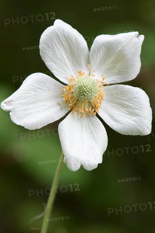 Snowdrop Anemone (Anemone sylvestris)