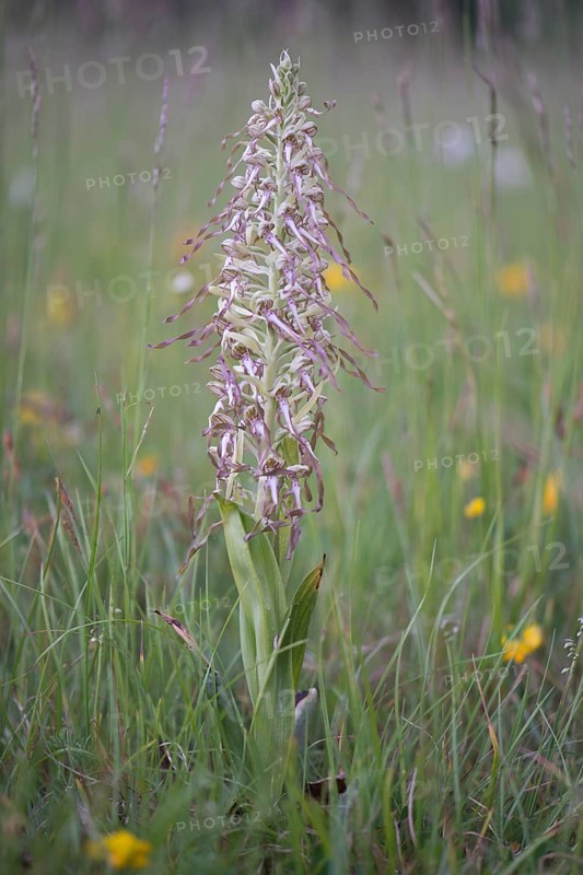 Lizard Orchid (Himantoglossum hircinum)