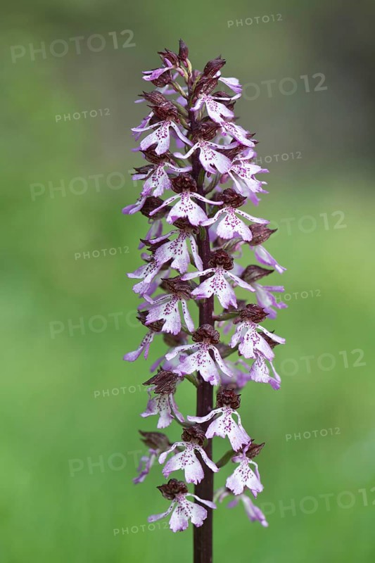 Lady Orchid (Orchis purpurea)