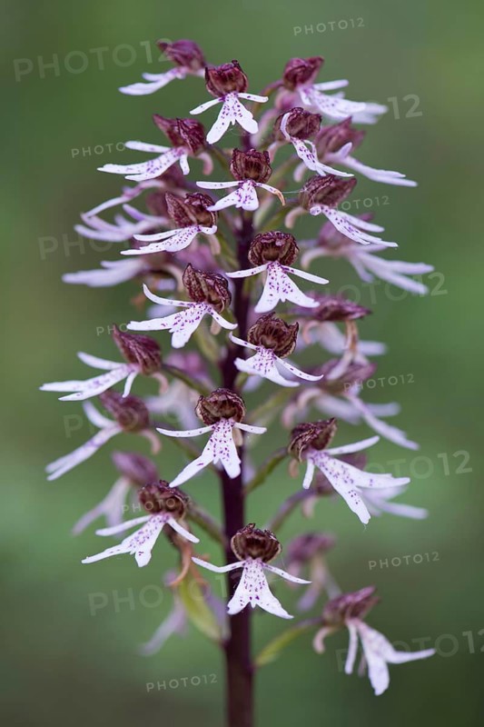 Natural hybrid Military Orchid x Lady Orchid (Orchis militaris Orchis purpurea x)