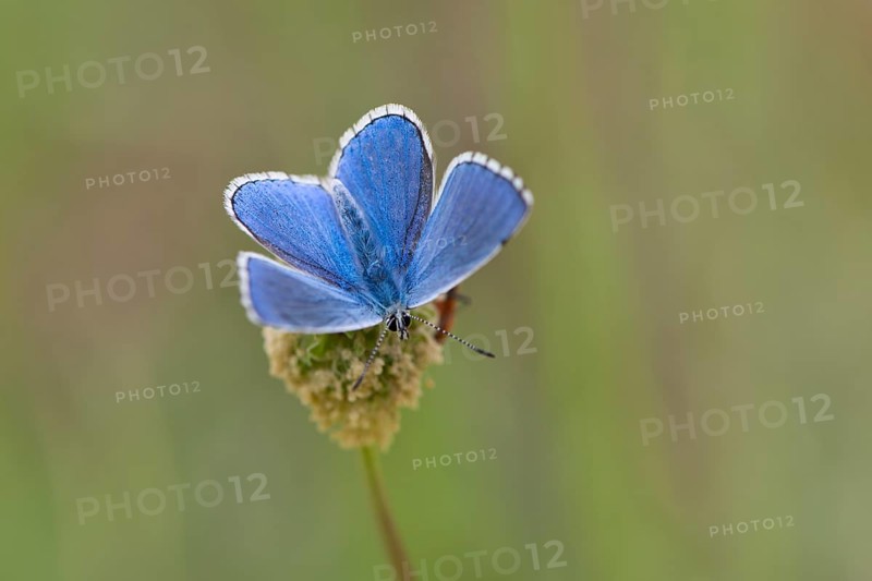 Amanda's Blue (Plebicula amanda)