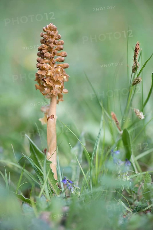 Bird's-nest Orchid (Neottia nidus-avis)