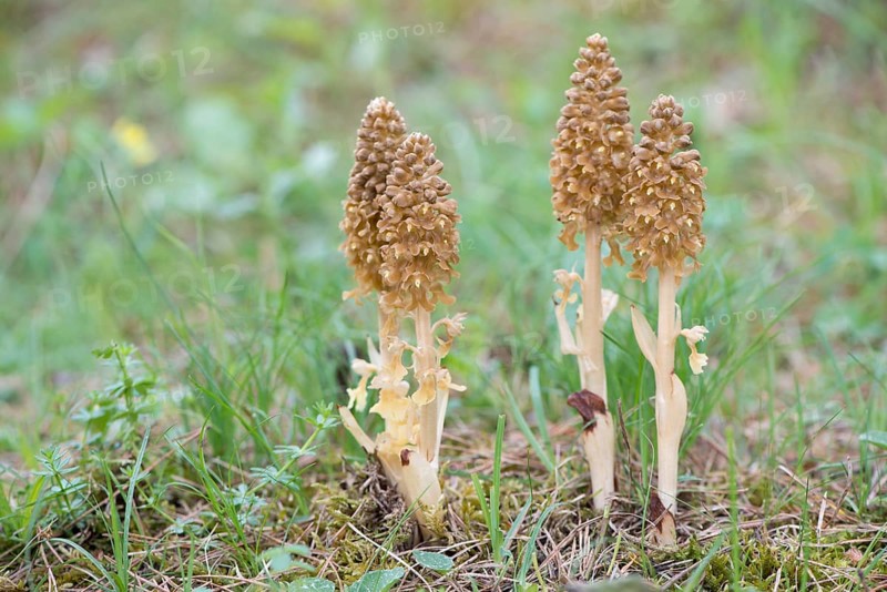 Bird's-nest Orchid (Neottia nidus-avis)