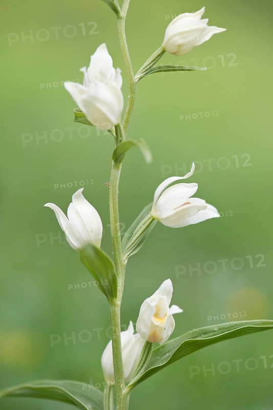 White Helleborine (Platanthera damasonium)
