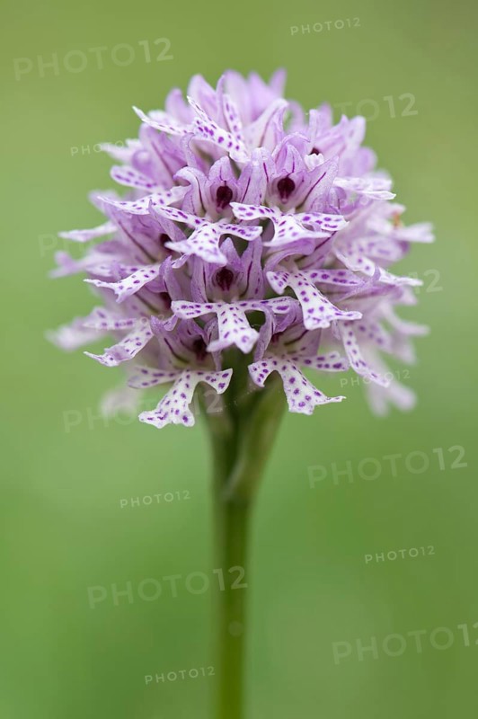 Three-toothed Orchid (Orchis tridentata
