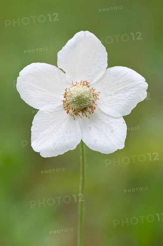 Snowdrop Anemone (Anemone sylvestris)