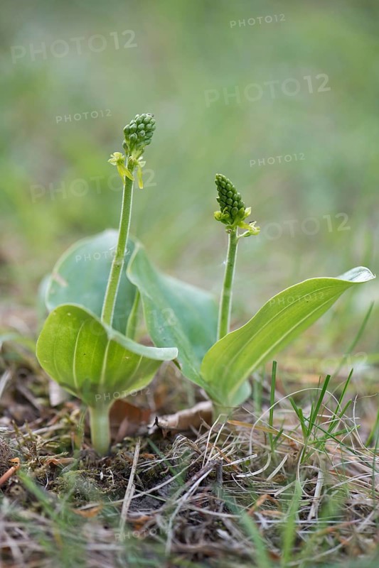 Common Twayblade (Listera ovata)