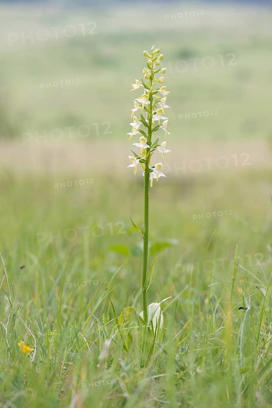 Greater Butterfly-orchid (Platanthera chlorantha)