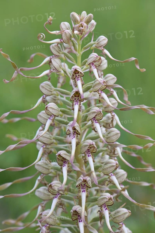 Lizard Orchid (Himantoglossum hircinum)