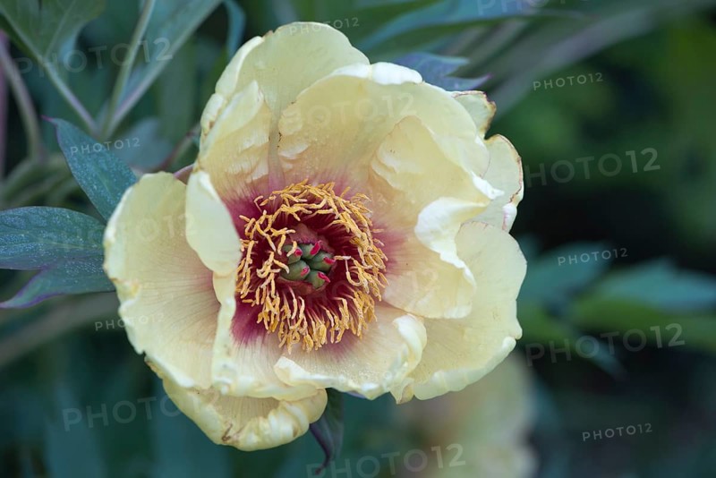 Moutan or tree peony (Paeonia suffruticosa)