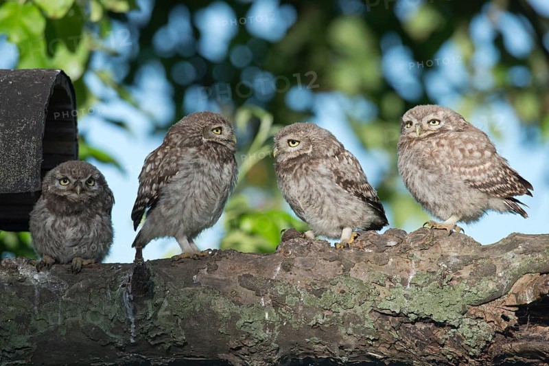 Young little owls (Athene noctua)