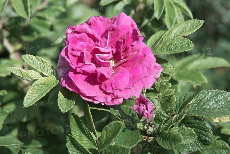 Damascene rose (Rosa x damascena)
