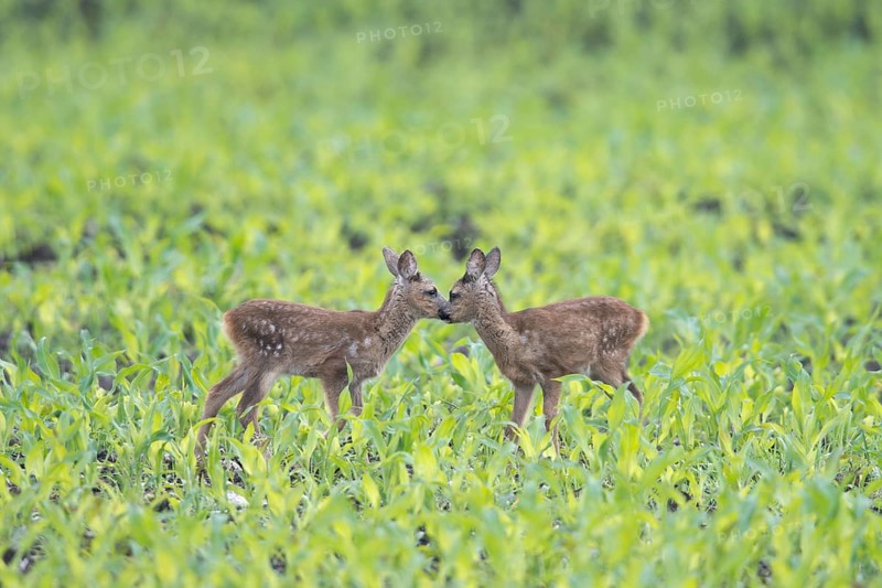 European roe dear fawns (Capreolus capreolus) standing in a field