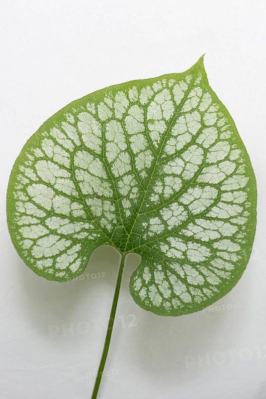 Siberian Bugloss (Brunnera macrophylla 'Jack Frost')