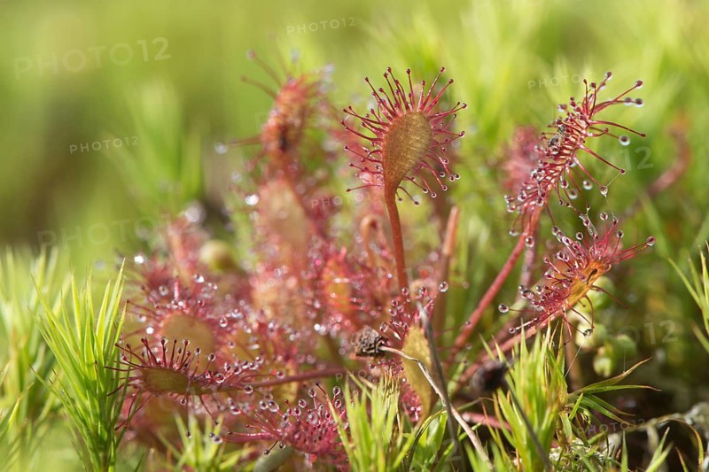 Oblong-leaved sundew or spoonleaf sundew (Drosera intermedia)