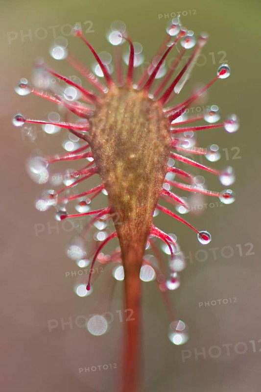 Oblong-leaved sundew or spoonleaf sundew (Drosera intermedia)