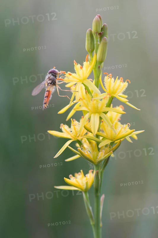 Bog Asphodel (Narthecium ossifragum) with hover fly