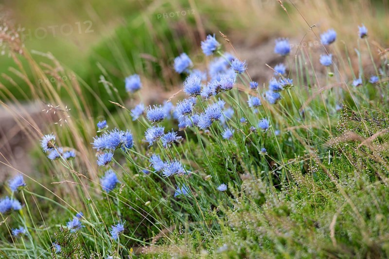 Sheep's Bit Scabious (Jasione montana)
