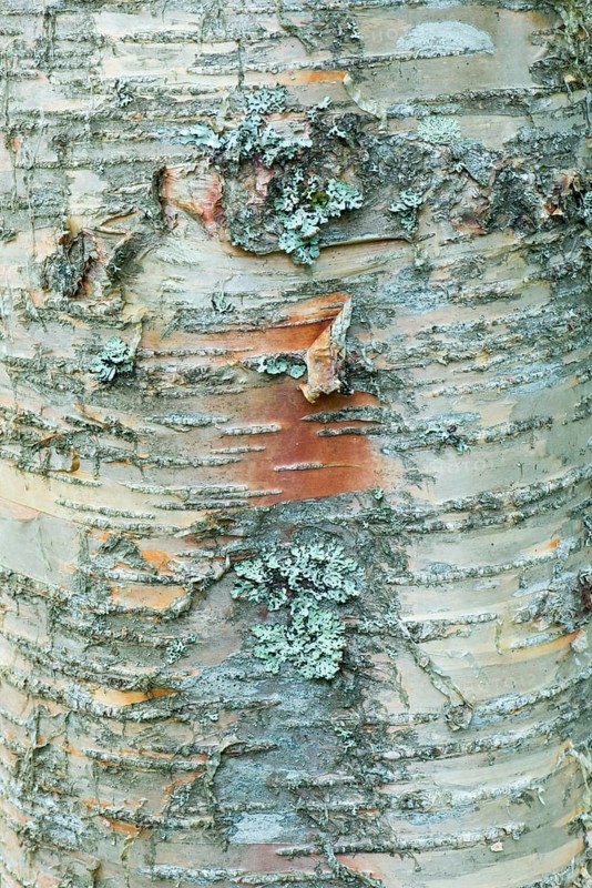 Bark of Erman's Birch (Betula ermanii)
